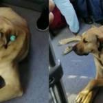 Köpek metrobüse binip seyahat etti!
