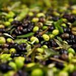 Zeytin ihracatında rekor kırıldı