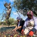 Erken hasat zeytinlerin yağ olma hikayesi başladı
