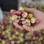 Zeytinde yüzde 50 stopaj indirimi
