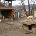 Kansere yenik düştü, 100 köpek sahipsiz kaldı