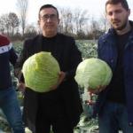 Lahana hasadı başladı