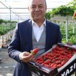 Rekolte bekleniyor! Kilosu 12 lira