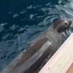 Kaş'ta şaşırtan görüntü! Yat limanına kadar geldi