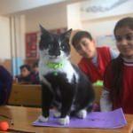 Kedi Hüsnü, okulun 860'ıncı öğrencisi oldu