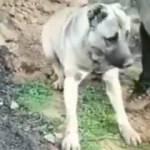 Hatay'da köpeğin zehirleme olayı için harekete geçildi
