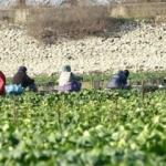 Kuruyan gölde ıspanak yetiştirip Türkiye'ye satıyorlar