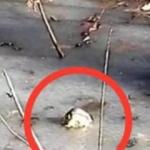 Timsahların akıl almaz görüntüsü dünyayı şaşkına çeviriyor!