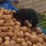 Karga, pazar tezgahındaki cevizleri yerken görüntülendi