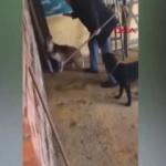 Köpeklere zulmeden bakıcı pes dedirtti!
