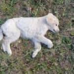 Korkunç iddia! Tam 12 yavru köpek...