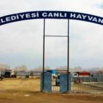 O ilde panik! ‘Canlı Hayvan Borsası’ kapatıldı