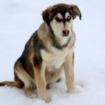 Görenler şaştı kaldı: Bu da Van köpeği!