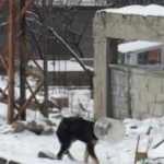 Talihsiz köpeğin kafası bidona sıkıştı