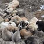 Yavru köpekler soğukta ölüme terk edildi