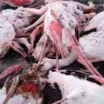 Görenler şaştı kaldı! 12 flamingo ölü bulundu