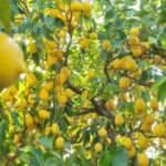 Limonda verim düştü, fiyat arttı