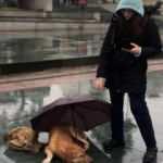 Yağmurda ıslanan köpeğe, şemsiyeli koruma