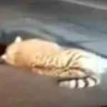 Nesli tükenme tehlikesiyle karşı karşıyaydı! Amur kaplanı telef oldu