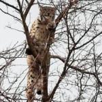 Erzincan'da şaşırtan görüntü! Birinci derece koruma altında...