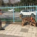 Elektrik arızasını tespitte artık köpekler devrede