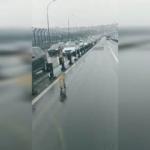 Yolunu şarşıran köpek metrobüs trafiğini felç etti