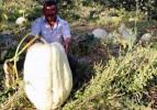 75 Kiloluk bal kabağı üretti
