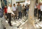 Burdur'daki ağaç kesme tartışması