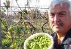 Canı erik çekenlere güzel haber