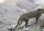 Kafkasya leoparları kapana yakalandı