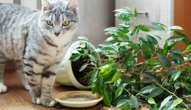 Kediler bitkilerden nasıl uzak tutulur? Pratik Bilgiler