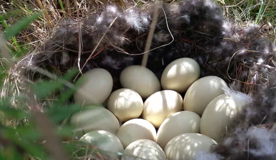 Ördek yumurtasının faydaları nelerdir? Hangi hastalıklara iyi gelir